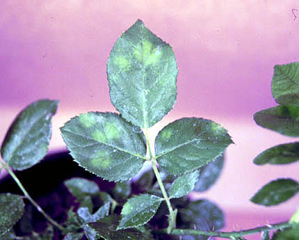 Name:  Peronospora_sparsa.jpg
Views: 4194
Size:  33.2 KB