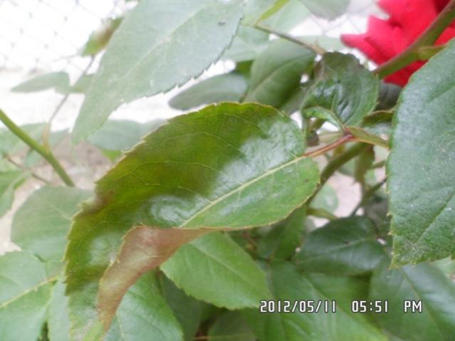 Name:  2.jpg
Views: 3661
Size:  35.8 KB