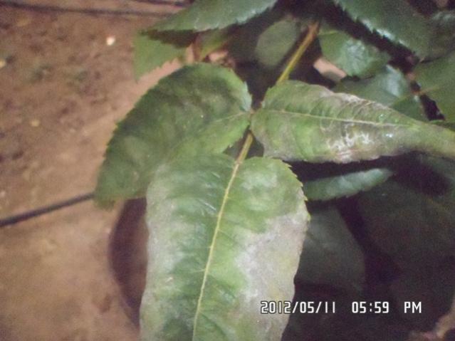 Name:  5.jpg
Views: 3605
Size:  35.5 KB