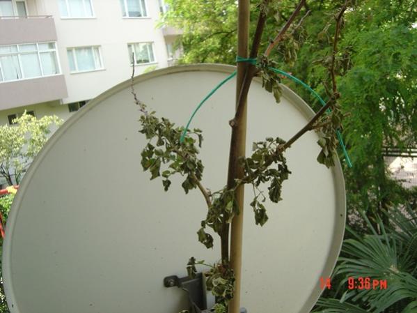 Name:  DSC01171.jpg
Views: 4456
Size:  39.9 KB