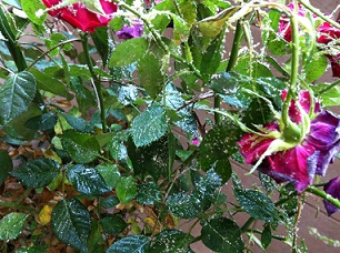 Name:  IMG_0514.JPG
Views: 5648
Size:  66.1 KB
