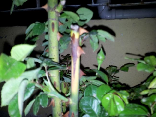 Name:  20130405_192411.jpg
Views: 3577
Size:  39.3 KB