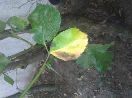 Name:  20140707_151855.jpg
Views: 4203
Size:  22.9 KB