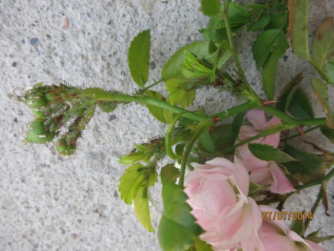 Name:  IMG_4640.jpg
Views: 3953
Size:  50.7 KB