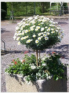 Name:  Argyranthemum frutescens.jpg
Views: 1133
Size:  33.6 KB