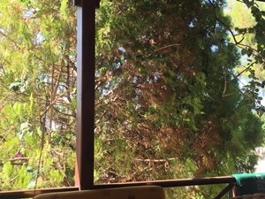 Name:  IMG_2658.JPG
Views: 9005
Size:  48.1 KB