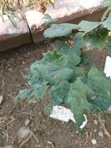 Name:  erguvan yaprak 2.jpg
Views: 1118
Size:  32.7 KB