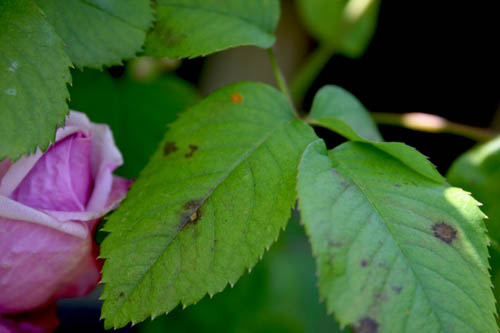 Name:  046.JPG
Views: 5204
Size:  45.3 KB