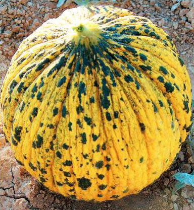 Name:  Yerli-Kra-Kavun.jpg
Views: 5817
Size:  50.6 KB