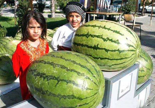 Name:  Diyarbakr-Karpuzu.jpg
Views: 7299
Size:  62.4 KB