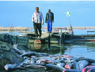 Name:  deadfish.jpg
Views: 4656
Size:  29.0 KB