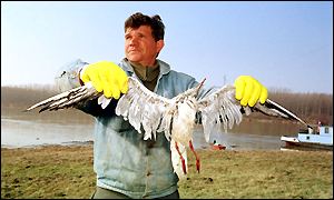 Name:  deadbird.jpg
Views: 3061
Size:  14.1 KB