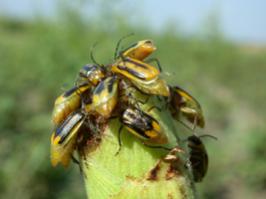 Name:  20110816_rootworm-beetles_39.jpg
Views: 568
Size:  8.3 KB