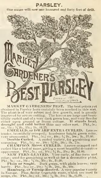Name:  Parsley.jpg
Views: 700
Size:  54.9 KB