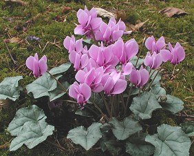 Name:  Nur_Ulusoy_cyclamen_hederifolium_je.jpg
Views: 3331
Size:  26.2 KB