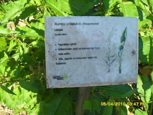 Name:  SDC12106.jpg
Views: 865
Size:  54.5 KB
