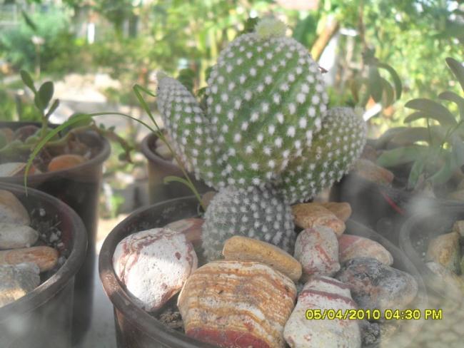 Name:  SDC12170.jpg
Views: 537
Size:  48.2 KB