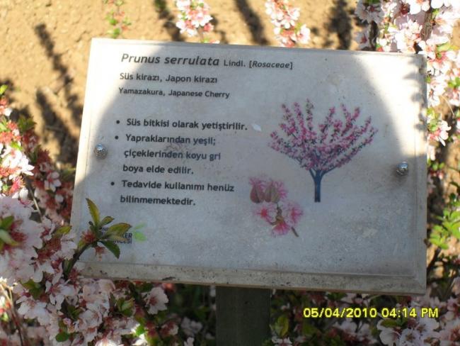 Name:  SDC12148.jpg
Views: 502
Size:  52.9 KB