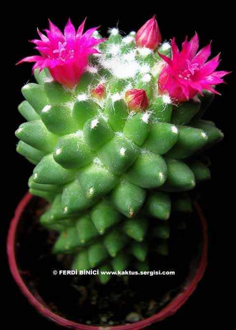 Name:  Mammillaria_Polythele_Inermis_-2.jpg
Views: 3143
Size:  45.5 KB