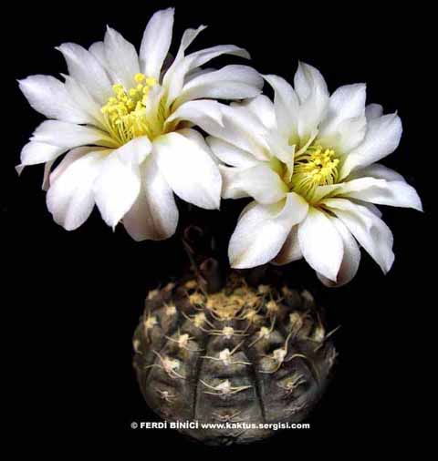 Name:  Gymnocalycium ragonesii-2.jpg
Views: 2582
Size:  38.8 KB