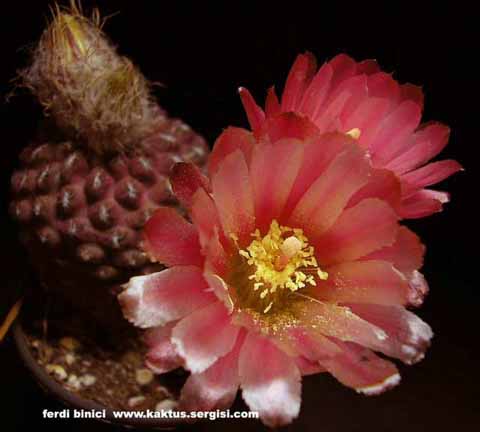 Name:  Neoporteria_napina-1.jpg
Views: 2471
Size:  34.8 KB