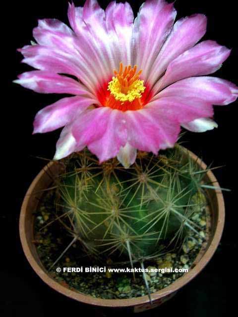 Name:  Thelocactus bicolor v[1]. commodus-1.jpg
Views: 2553
Size:  49.1 KB