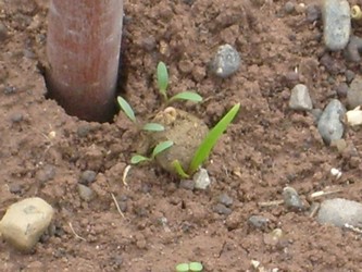 Name:  S6303241tohumtopu2S6303241.jpg
Views: 301
Size:  66.3 KB