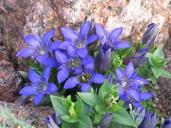 Name:  Gentiana septemfida.jpg
Views: 14412
Size:  72.6 KB