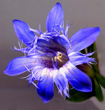 Name:  Gentiana septemfida1.jpg
Views: 1710
Size:  48.2 KB
