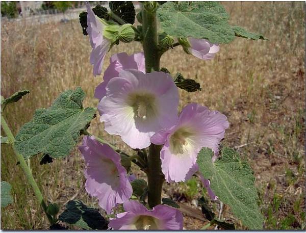 Name:  hatmi.jpg
Views: 11898
Size:  57.2 KB