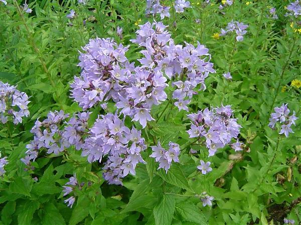 Name:  Campanula lactiflora.jpg
Views: 3083
Size:  78.3 KB