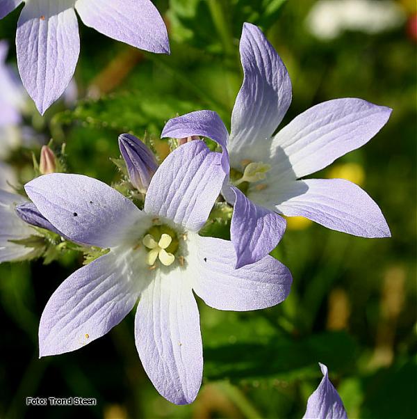 Name:  Campanula%20lactiflora%205.jpg
Views: 1382
Size:  58.9 KB