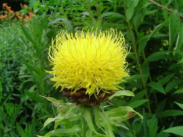 Name:  Centaurea macrocephala1.jpg
Views: 1001
Size:  53.7 KB