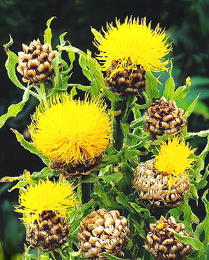 Name:  Centaurea macrocephala.jpg
Views: 466
Size:  58.6 KB