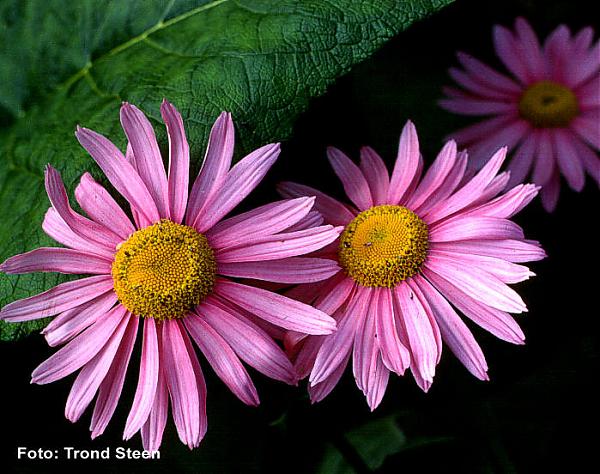 Name:  Tanacetum coccineum.jpg
Views: 1628
Size:  60.6 KB