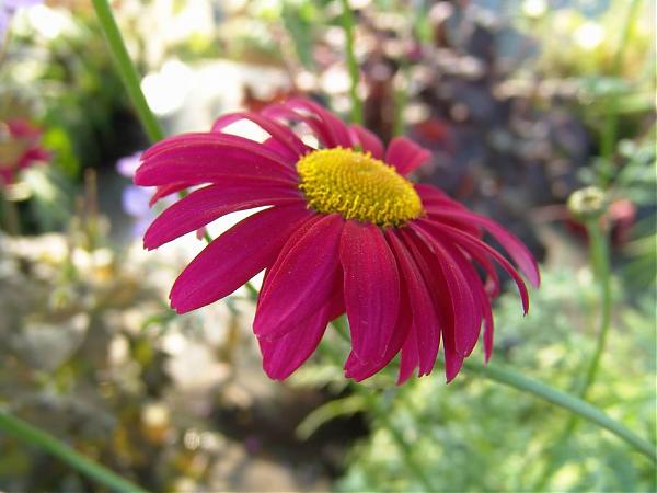 Name:  Tanacetum_coccineum.jpg
Views: 1873
Size:  37.3 KB
