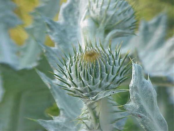 Name:  Onopordum bracteatum.jpg
Views: 6949
Size:  33.0 KB
