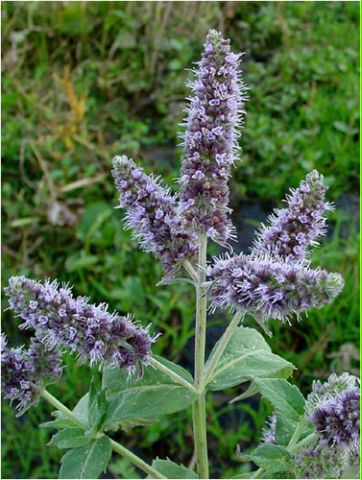 Name:  MenthaLongifolia_1.jpg
Views: 3228
Size:  54.8 KB