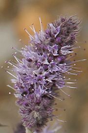 Name:  mentha%20longifolia_icon.jpg
Views: 2516
Size:  11.0 KB