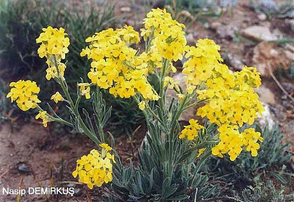 Name:  Anchonium elichrysifolium.jpg
Views: 1159
Size:  65.5 KB
