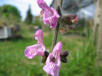 Name:  Salvia recognita.jpg
Views: 968
Size:  9.0 KB