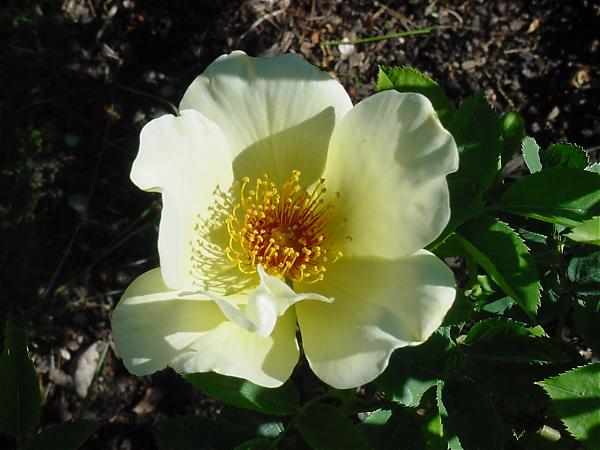 Name:  Rosa pimpinellifolia L..jpg
Views: 2762
Size:  41.4 KB