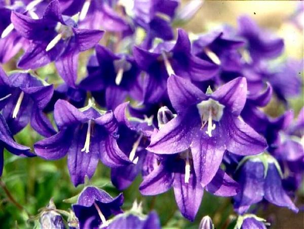 Name:  Campanula aucheri.jpg
Views: 1001
Size:  51.4 KB