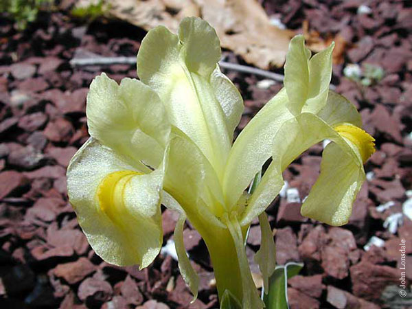 Name:  Iris_caucasica2_JL.jpg
Views: 900
Size:  68.5 KB