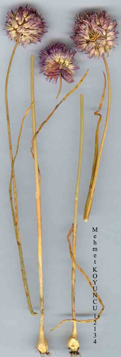 Name:  Allium-aucheri-BOISS..jpg
Views: 1154
Size:  32.8 KB