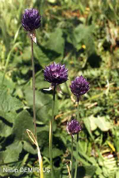 Name:  Alliumaucheri.jpg
Views: 1242
Size:  43.8 KB