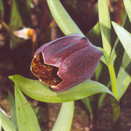 Name:  fritillatif.jpg
Views: 832
Size:  19.0 KB