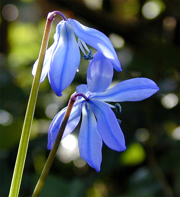 Name:  scilla siberica.jpg
Views: 1920
Size:  45.7 KB