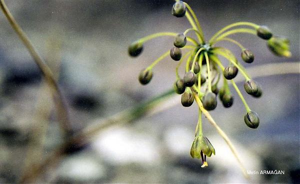 Name:  Allium%20tchihatschewii.jpg
Views: 1152
Size:  33.4 KB
