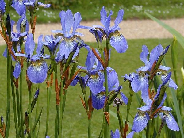 Name:  siberian_iris.jpg
Views: 1456
Size:  60.1 KB